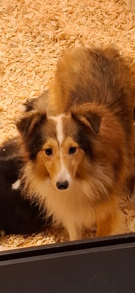 Les Shetland Sheepdog de l'affixe Rosemary Marvin