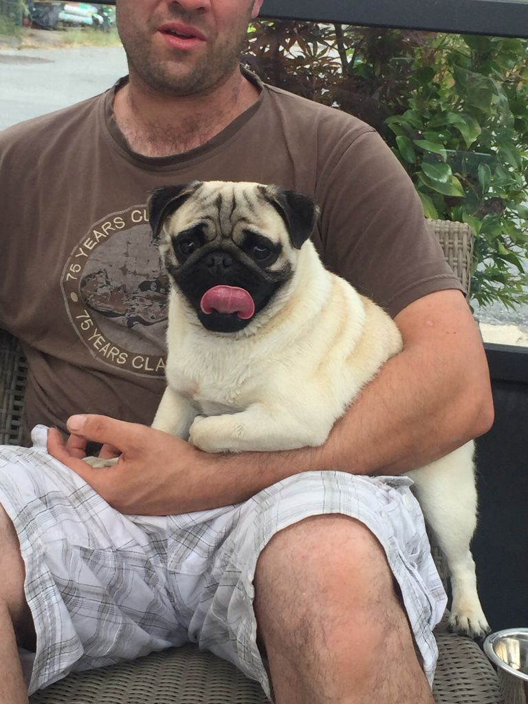 Piston Du Loop's Pug