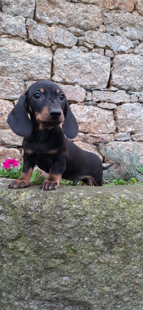 Rosemary Marvin - Chiot disponible  - Teckel poil ras