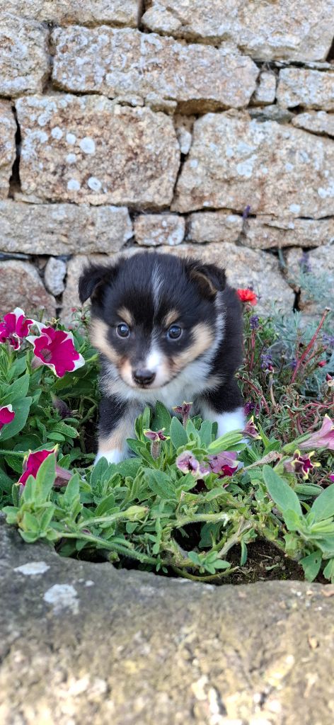 Rosemary Marvin - Chiot disponible  - Shetland Sheepdog