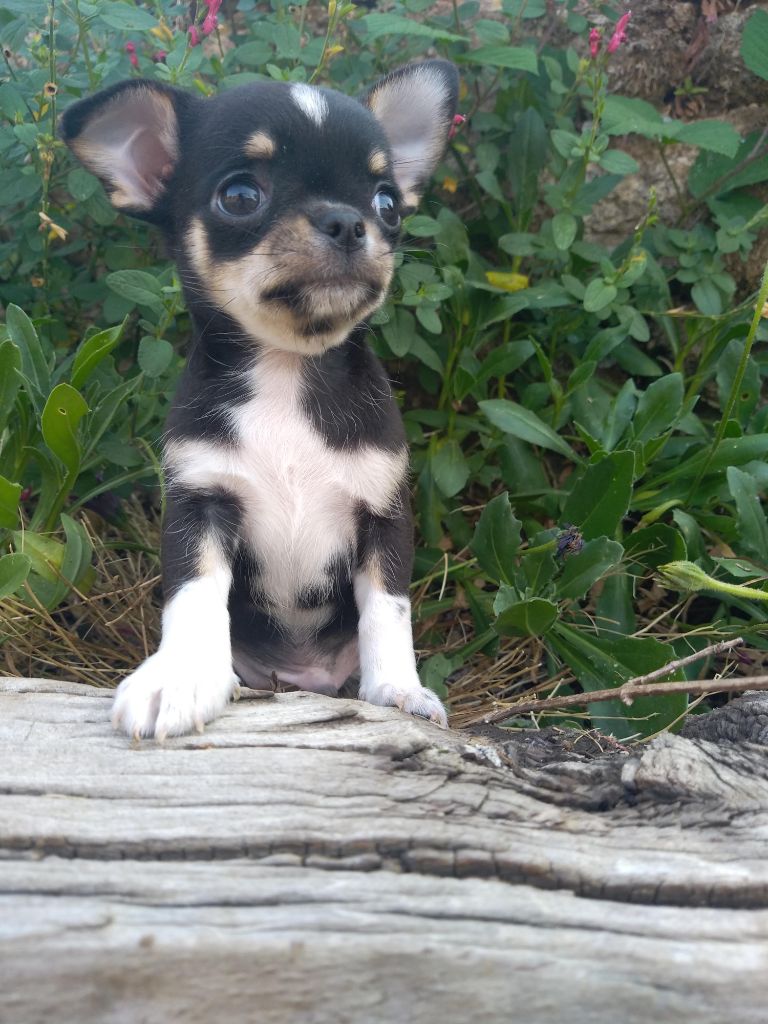 Rosemary Marvin - Chiot disponible  - Chihuahua