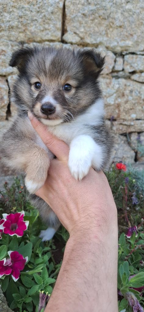 Rosemary Marvin - Chiot disponible  - Shetland Sheepdog