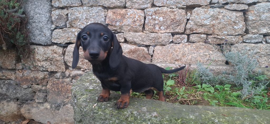 Rosemary Marvin - Chiot disponible  - Teckel poil ras