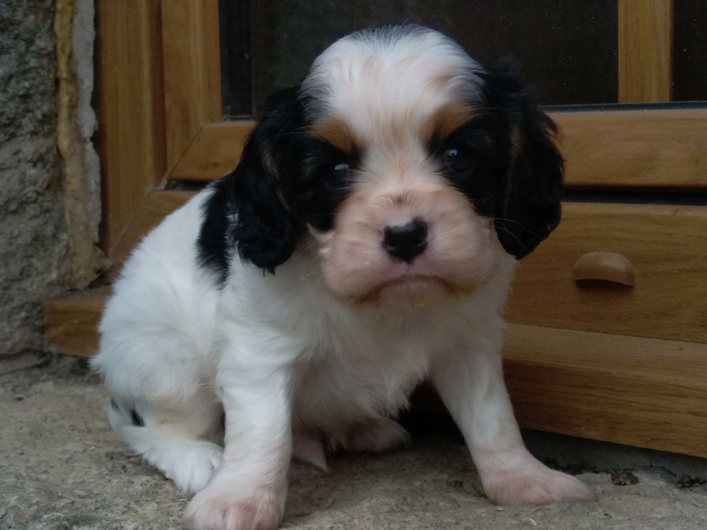 Rosemary Marvin - Chiot disponible  - Cavalier King Charles Spaniel