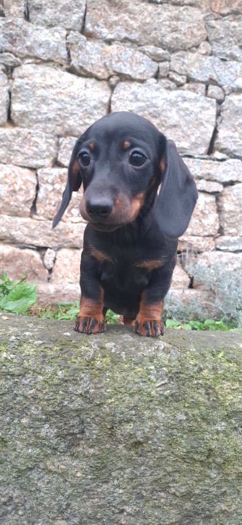 Rosemary Marvin - Chiot disponible  - Teckel poil ras