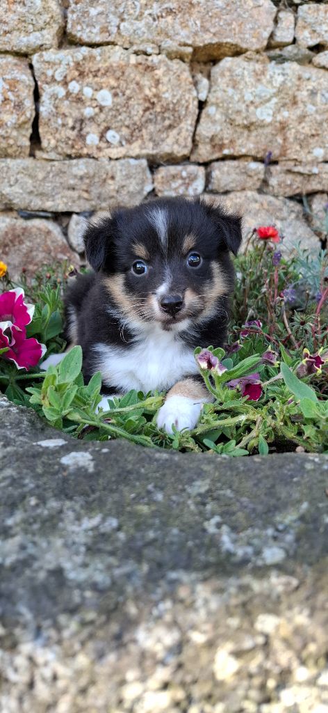 Rosemary Marvin - Chiot disponible  - Shetland Sheepdog