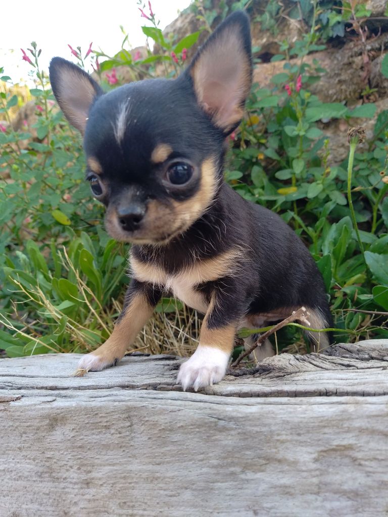 Rosemary Marvin - Chiot disponible  - Chihuahua