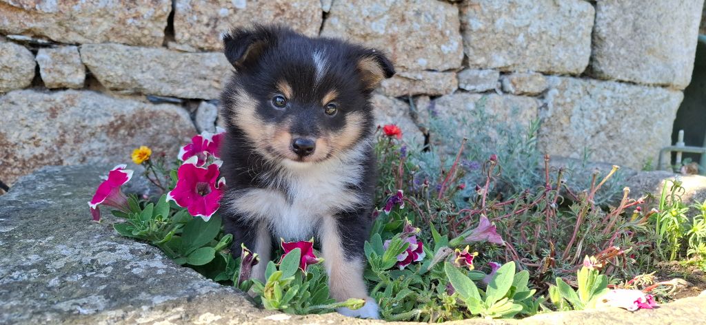 Rosemary Marvin - Chiot disponible  - Shetland Sheepdog