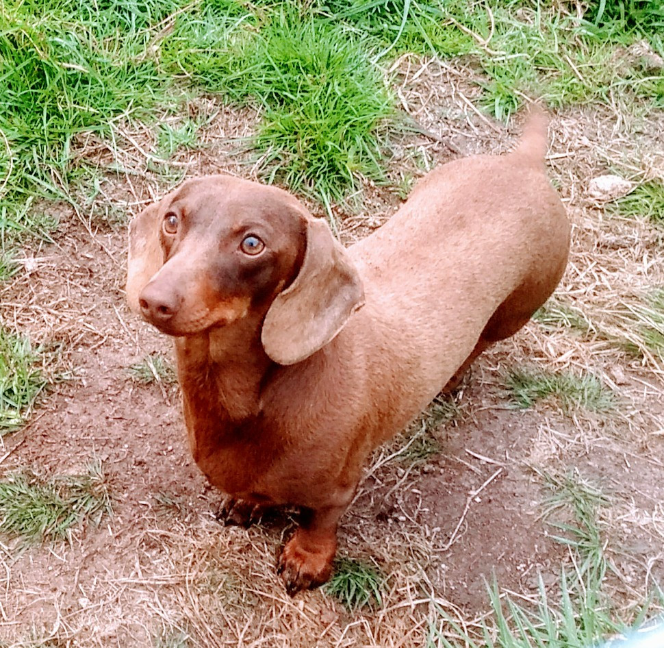 Renard de teumesse de la croix du domaine du thuis