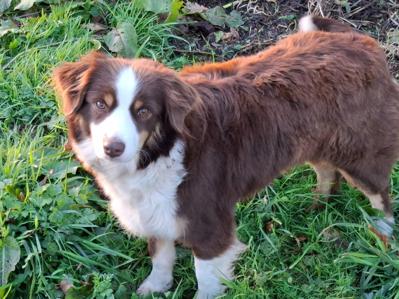 Tendresse  Du Royaume Des Quatre Pattes
