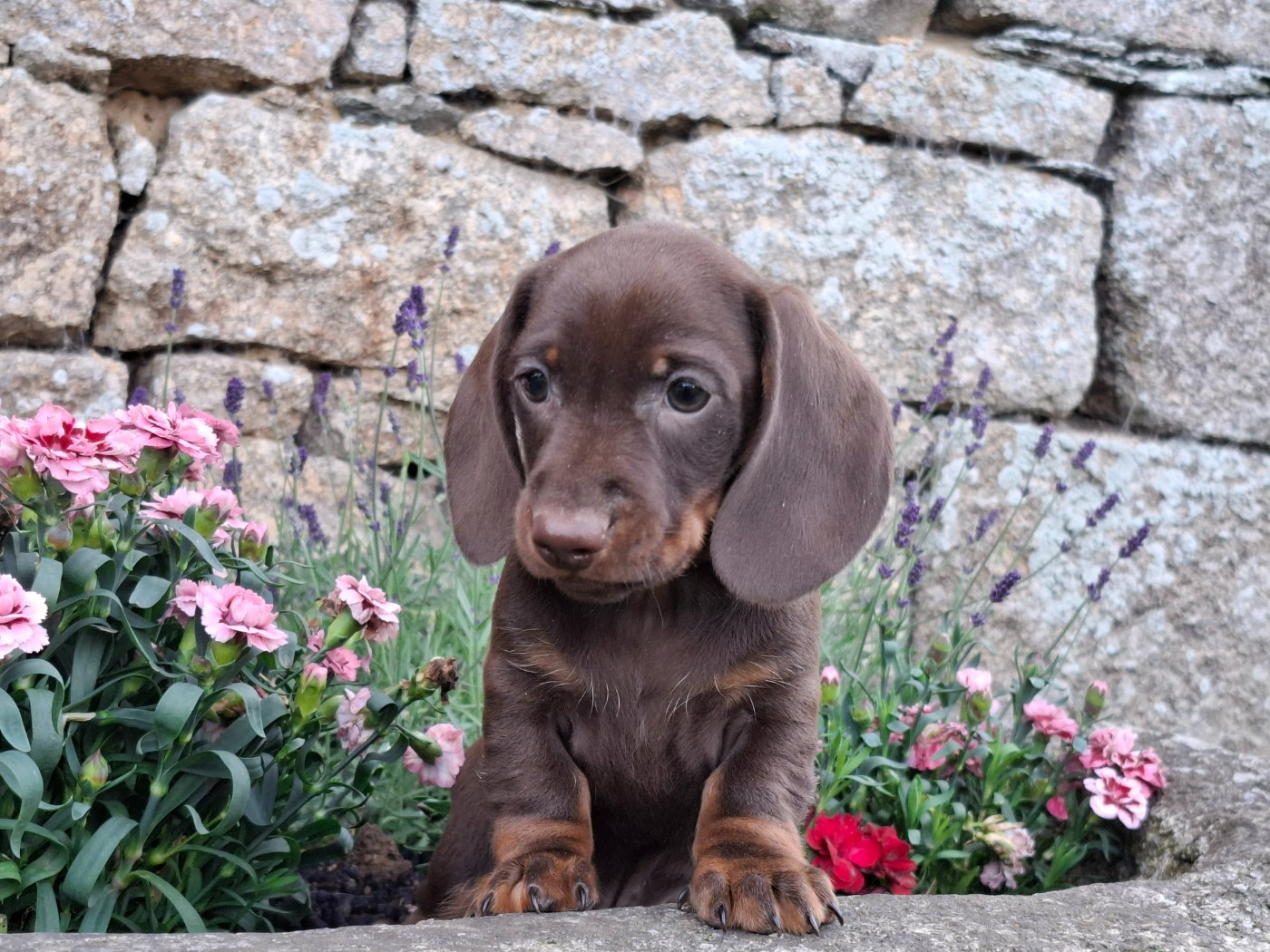 vanilla pod cake (Sans Affixe)