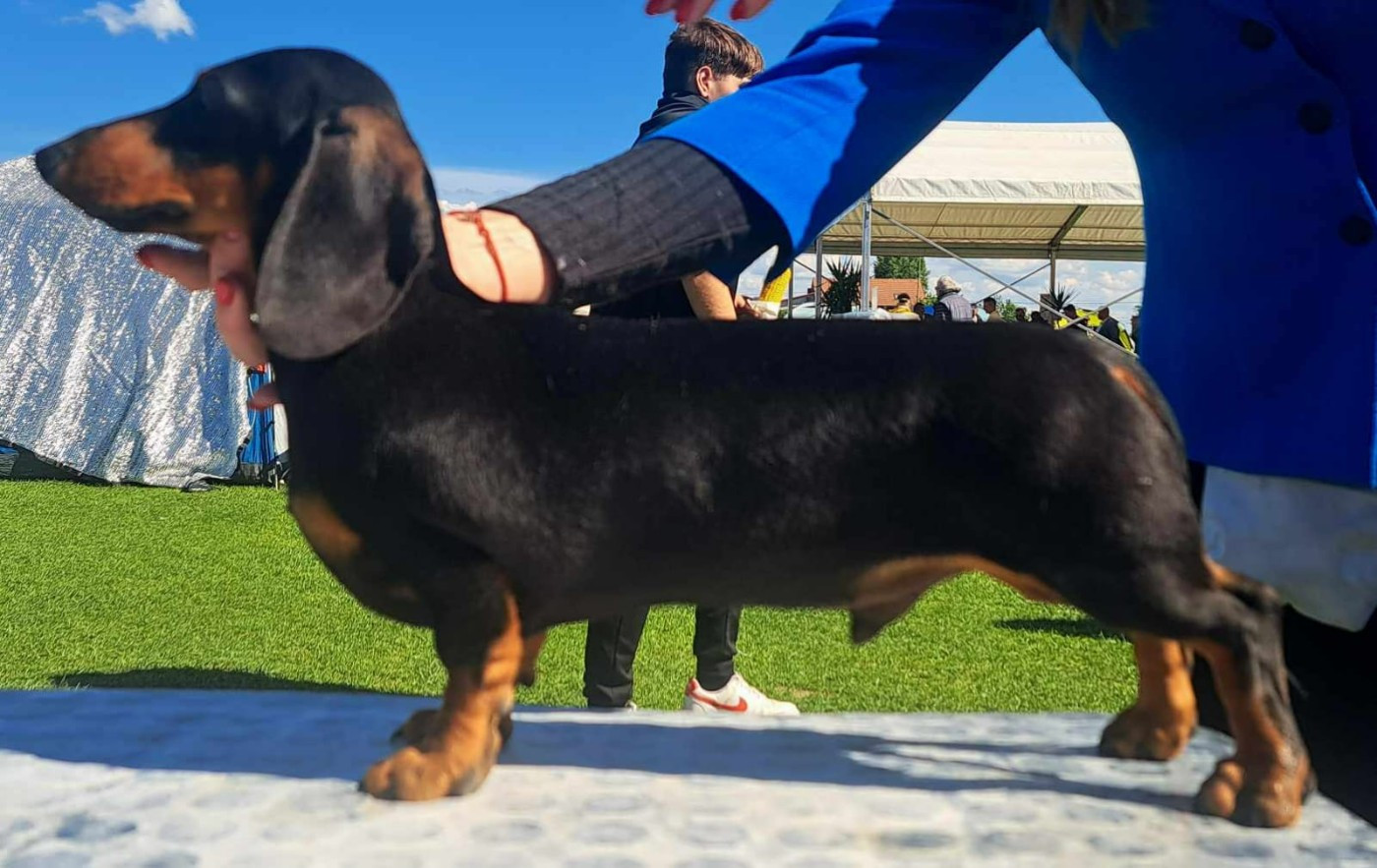 coronita bello floral