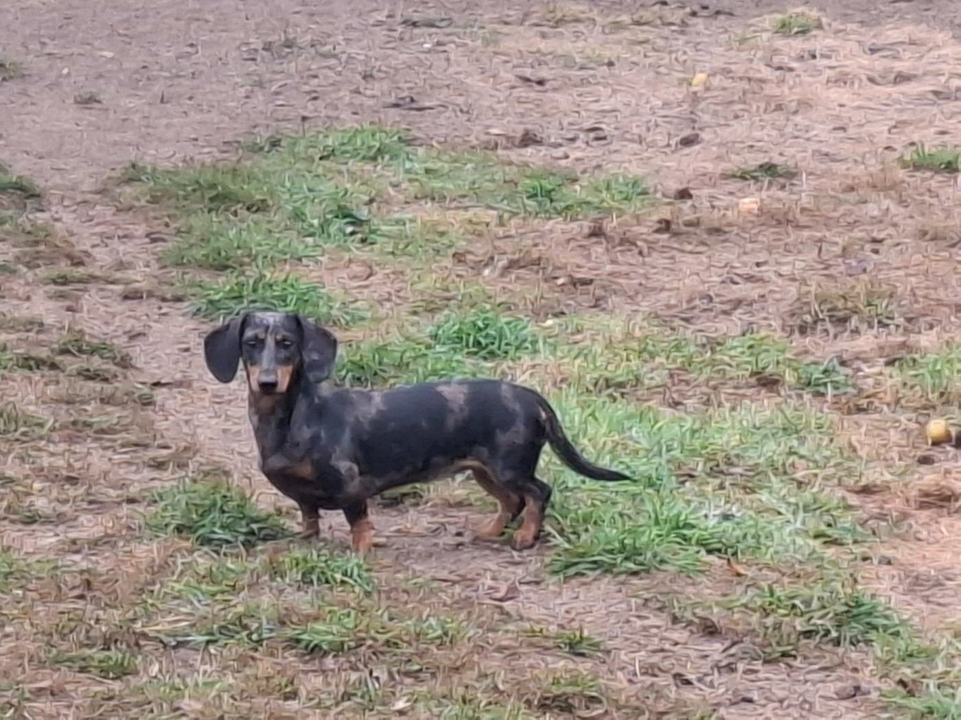 tipi apache (Sans Affixe)