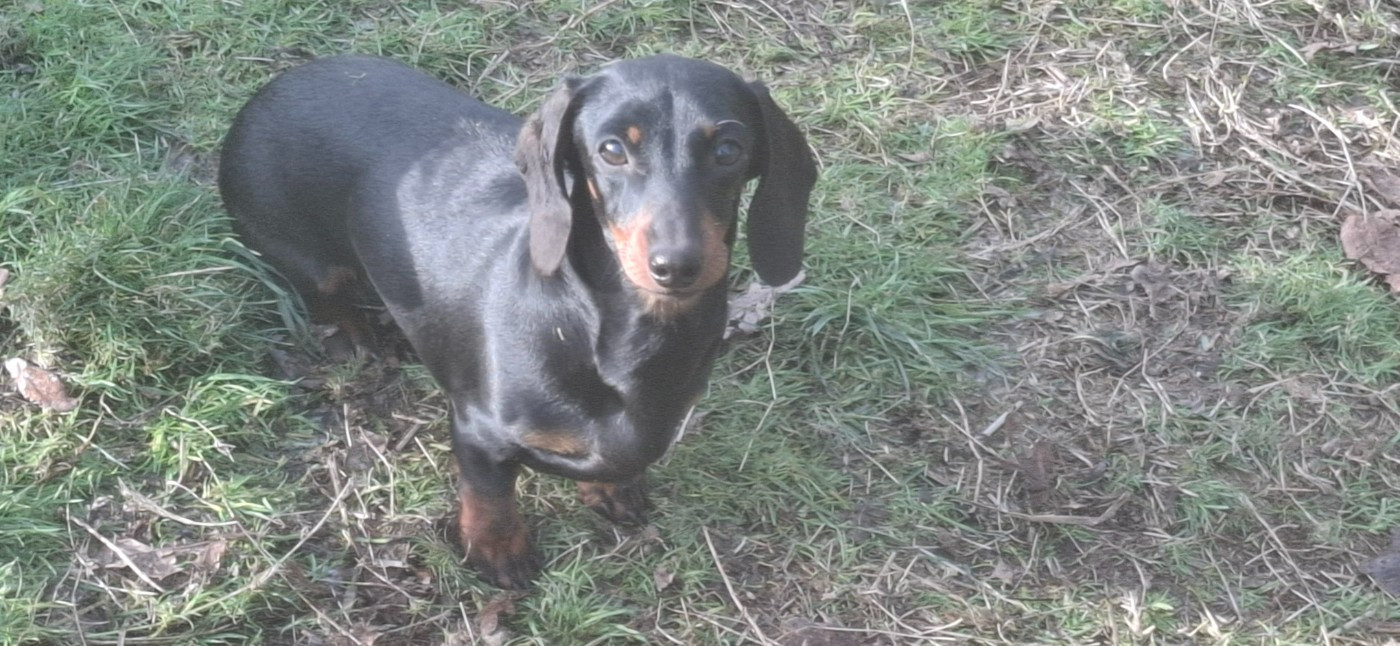 rascel (Sans Affixe)