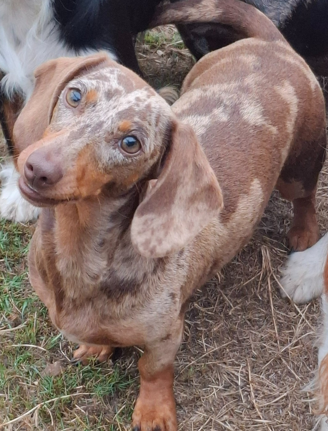 valrhona pepites d chocolat (Sans Affixe)