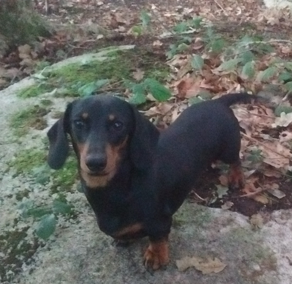 Ollie of oz (Sans Affixe)