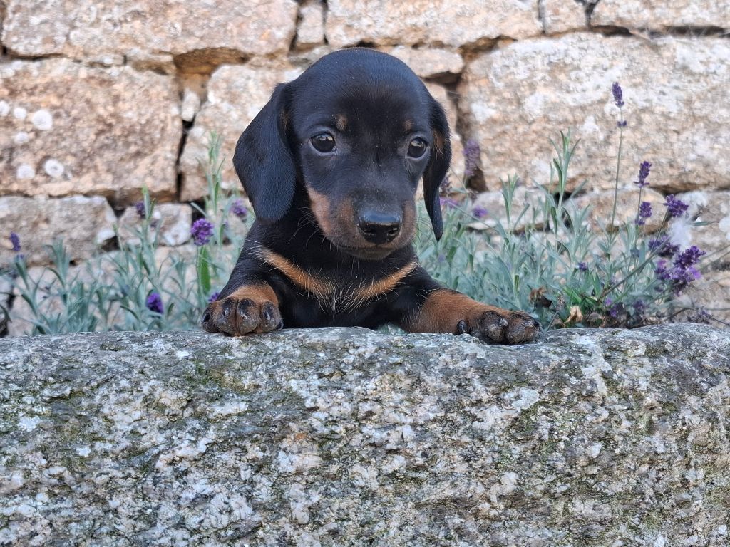 Rosemary Marvin - Chiots disponibles - Teckel poil ras