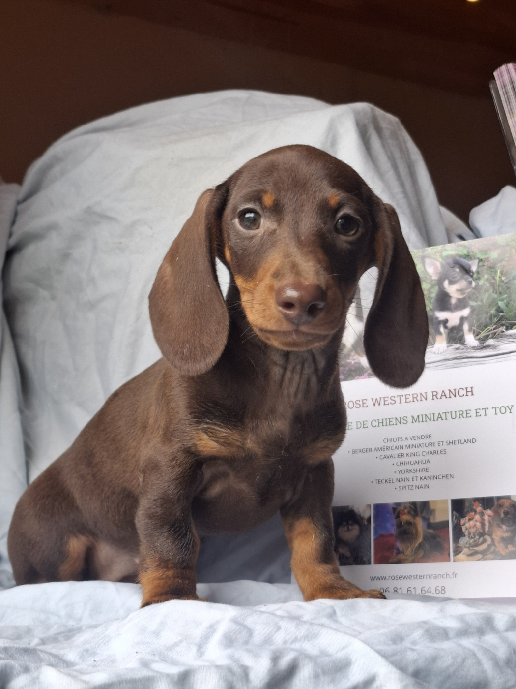 Rosemary Marvin - Chiots disponibles - Teckel poil ras