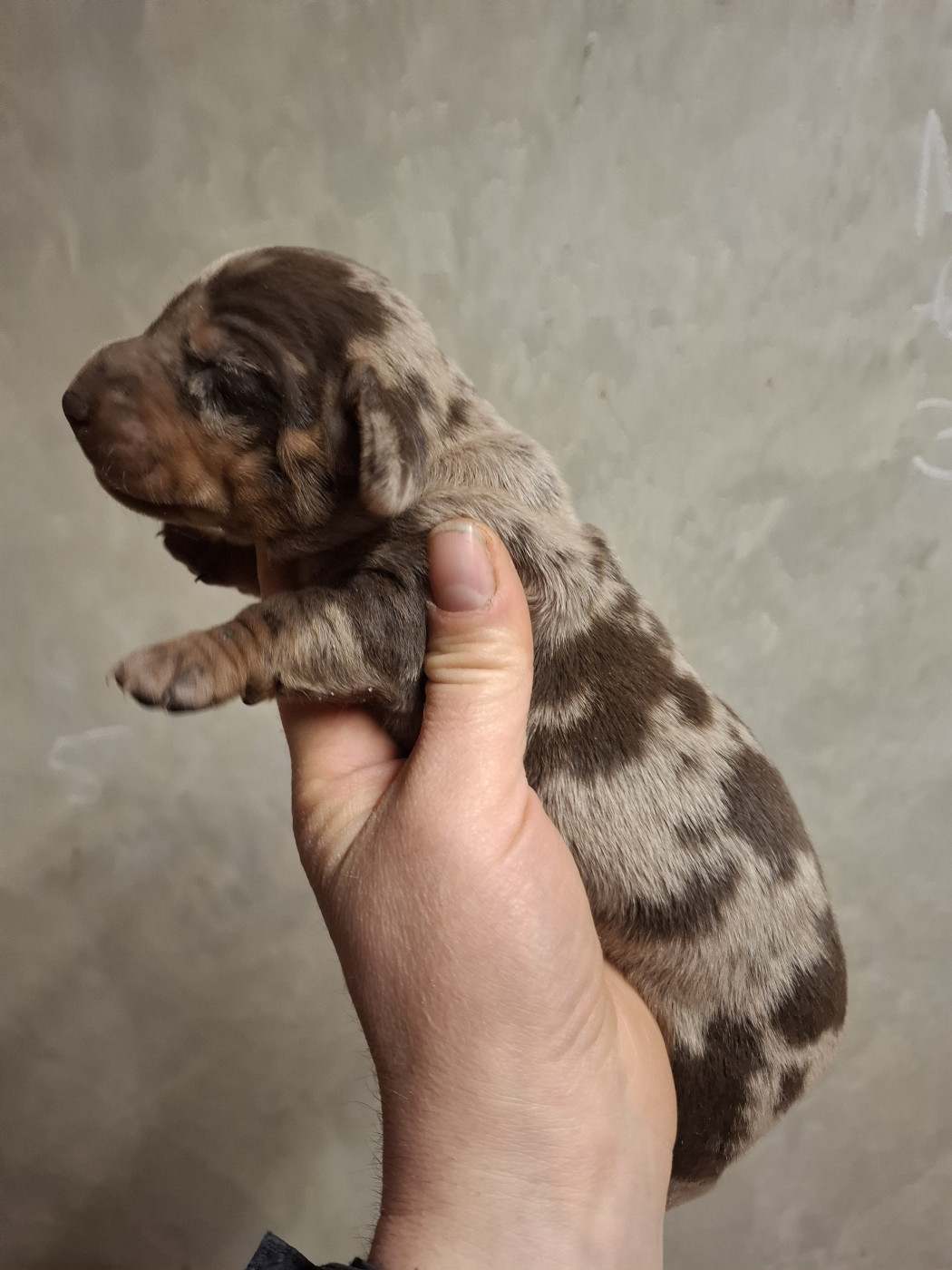 Rosemary Marvin - Chiots disponibles - Teckel poil ras