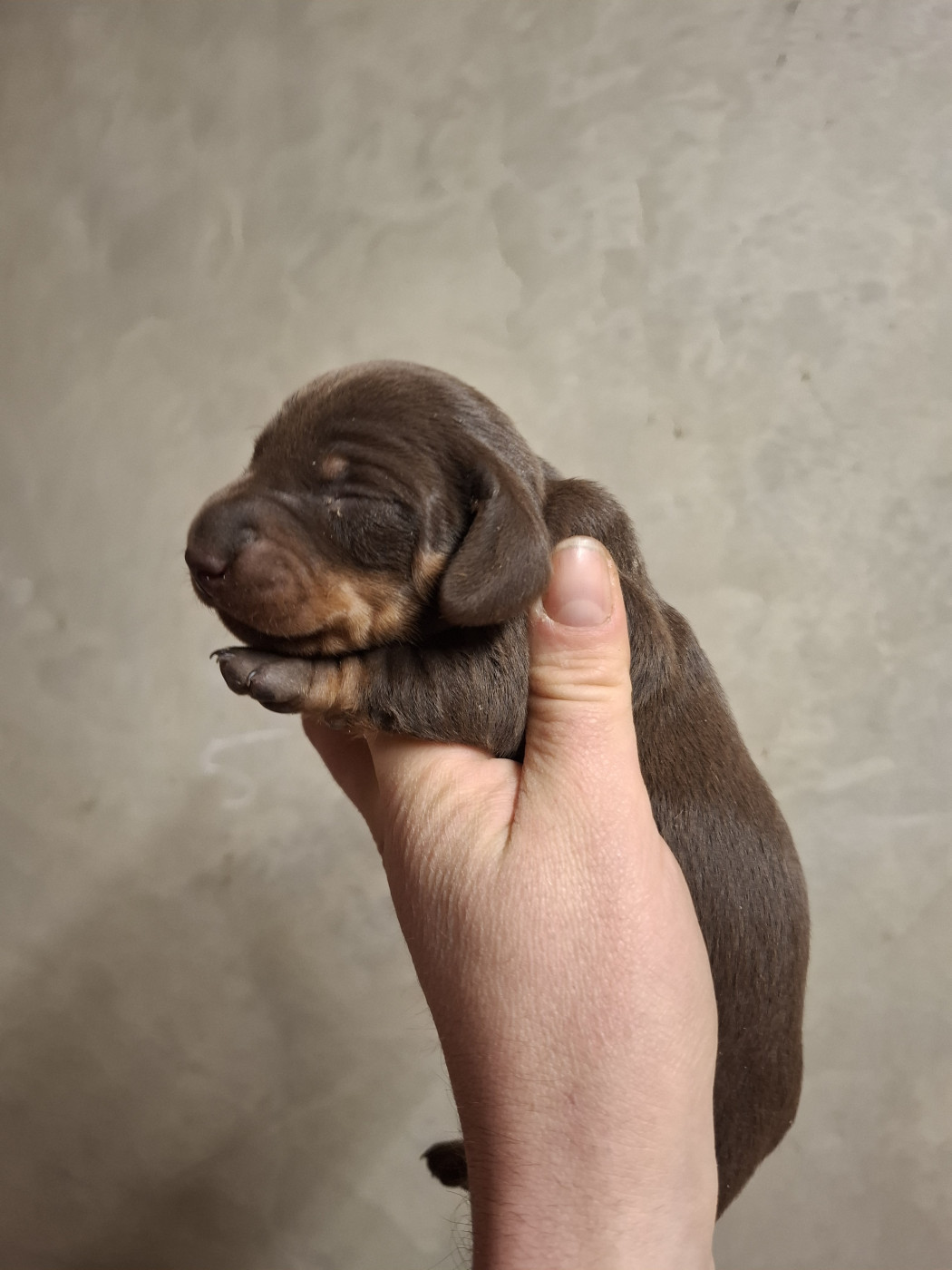 Rosemary Marvin - Chiots disponibles - Teckel poil ras