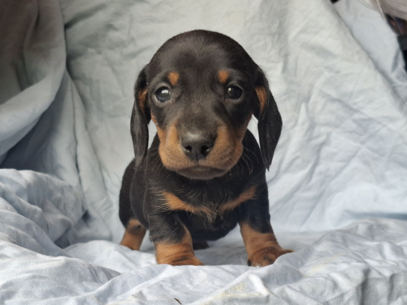 Rosemary Marvin - Chiots disponibles - Teckel poil ras