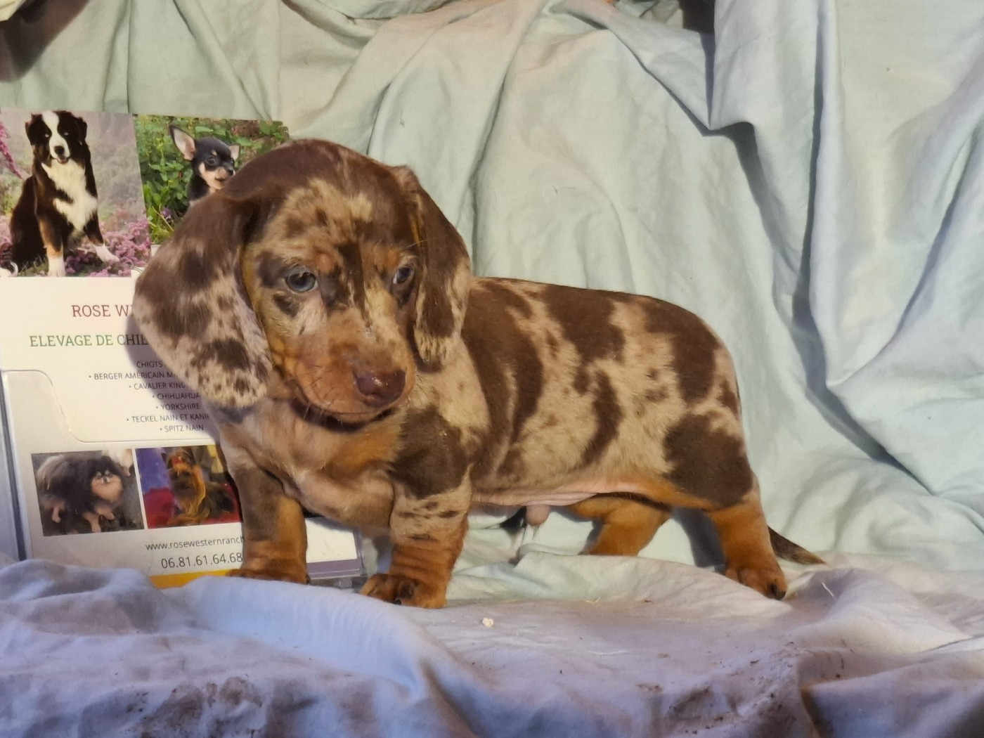 Rosemary Marvin - Chiots disponibles - Teckel poil ras