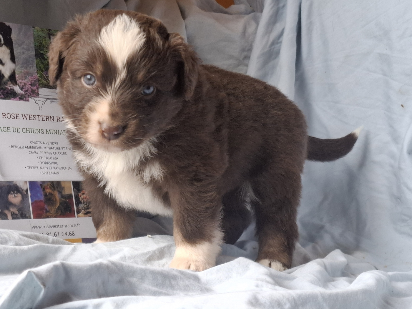 Rosemary Marvin - Chiots disponibles - Berger Américain Miniature 