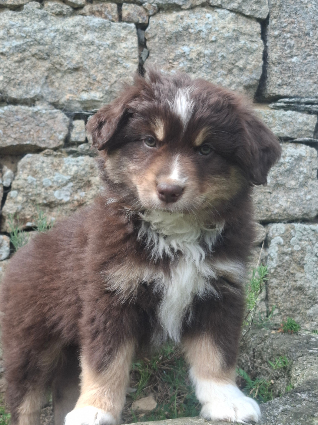 Rosemary Marvin - Chiots disponibles - Berger Américain Miniature 
