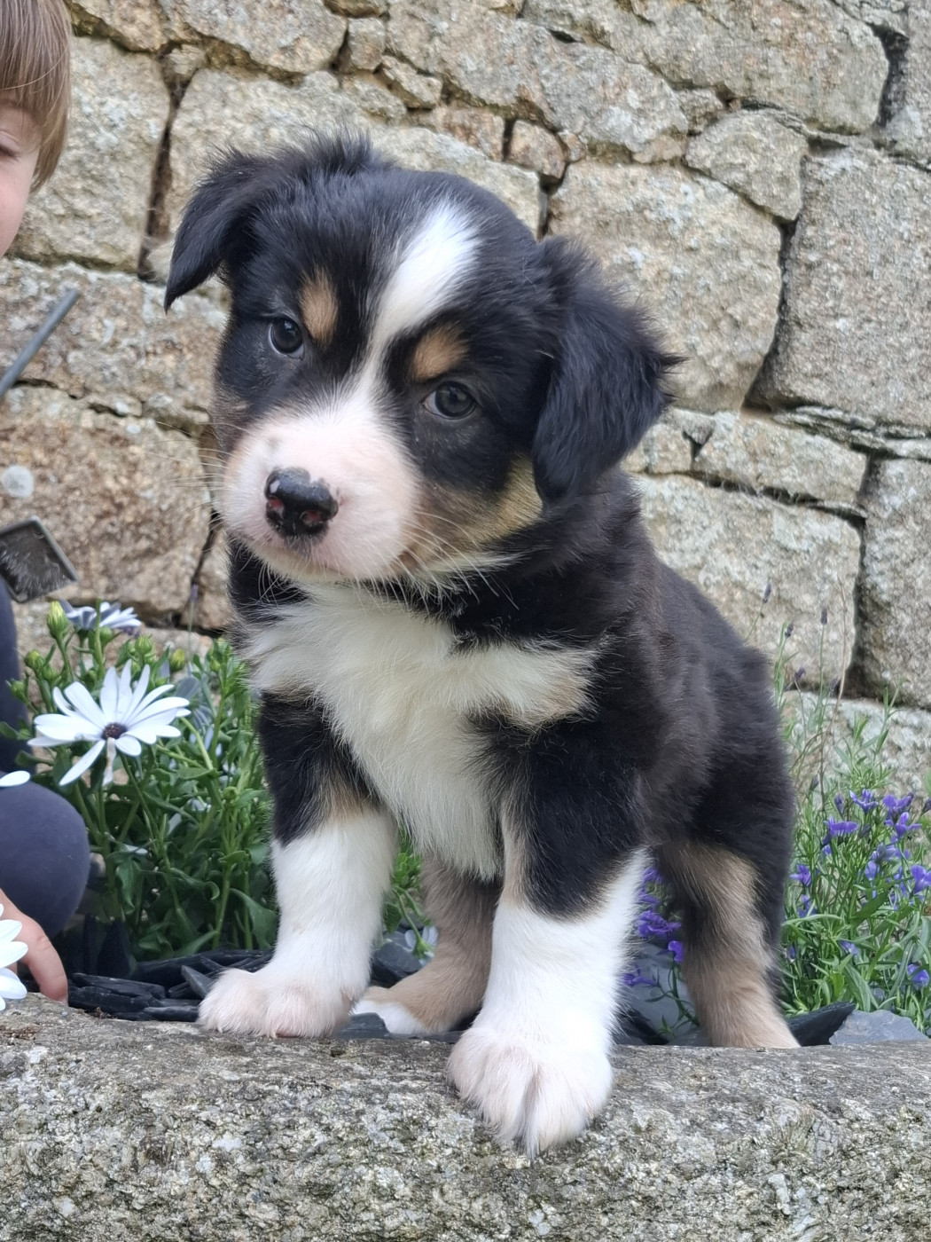 Chiot Berger Américain Miniature  Rosemary Marvin