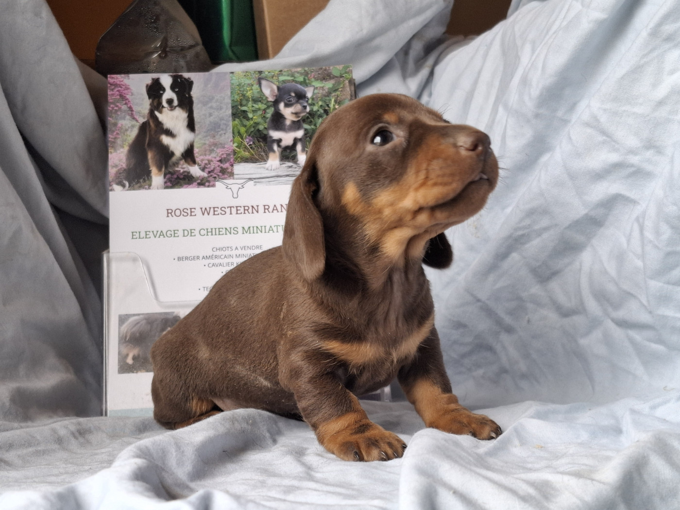 Rosemary Marvin - Chiots disponibles - Teckel poil ras