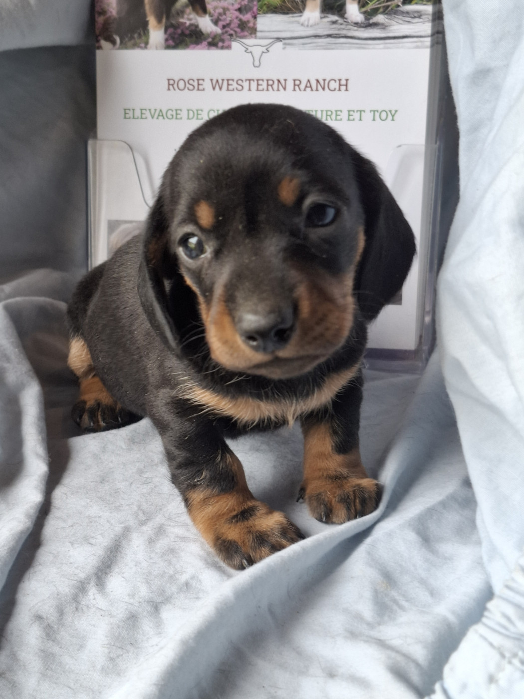 Rosemary Marvin - Chiots disponibles - Teckel poil ras
