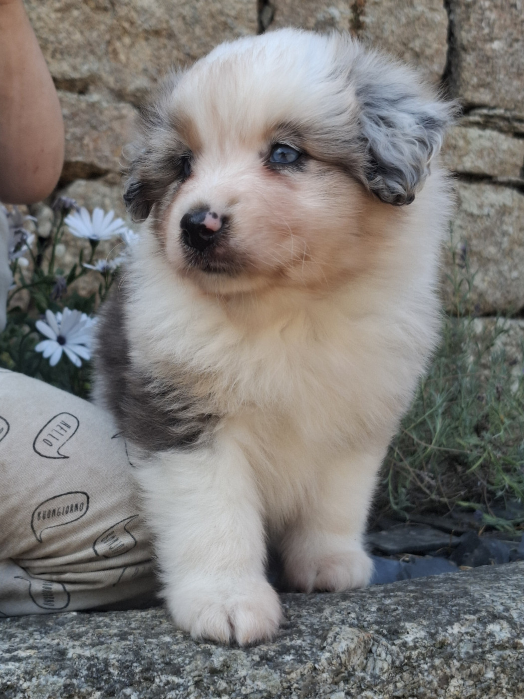 Rosemary Marvin - Chiots disponibles - Berger Américain Miniature 