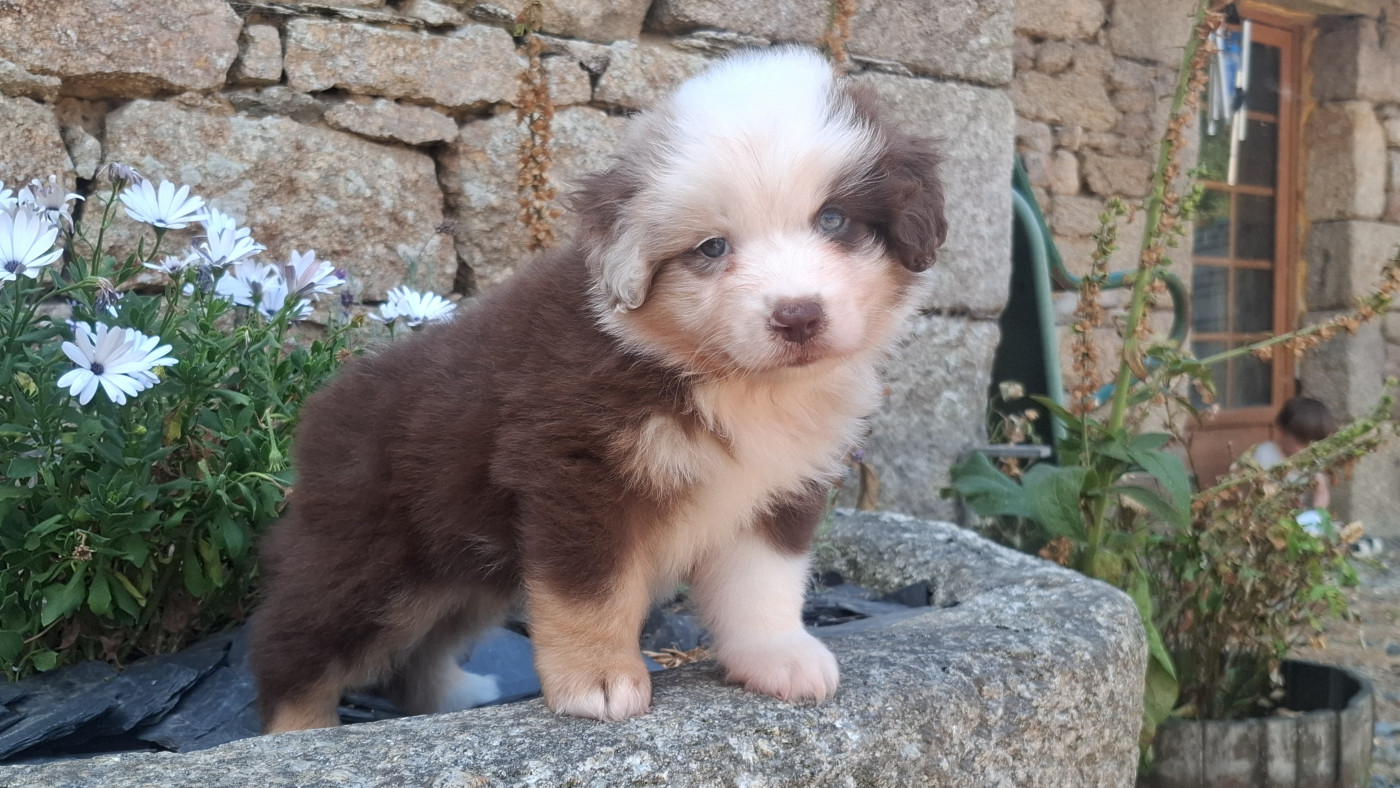 Rosemary Marvin - Chiots disponibles - Berger Américain Miniature 
