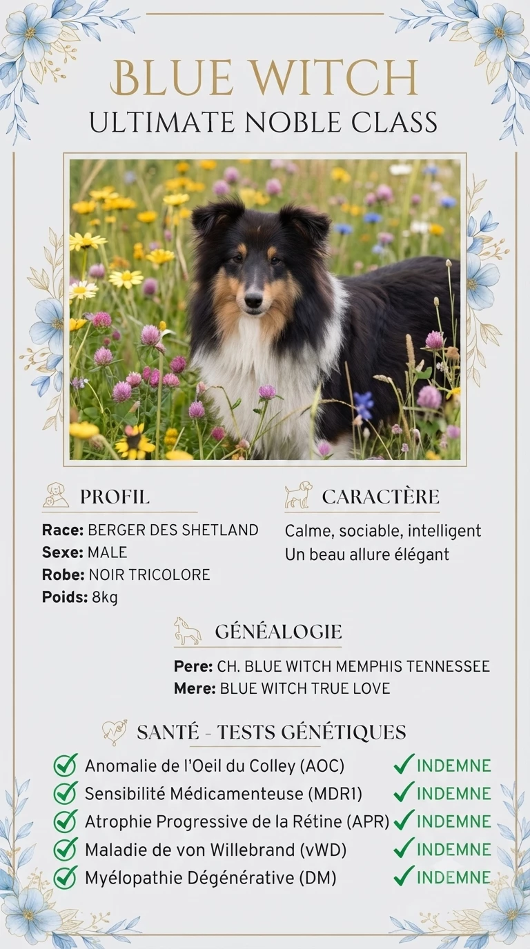 Chiot Shetland Sheepdog Rosemary Marvin