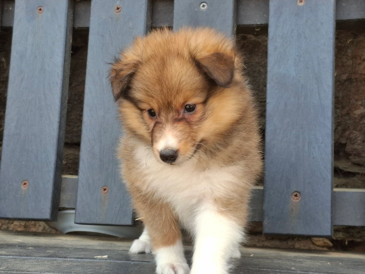 Rosemary Marvin - Chiots disponibles - Shetland Sheepdog