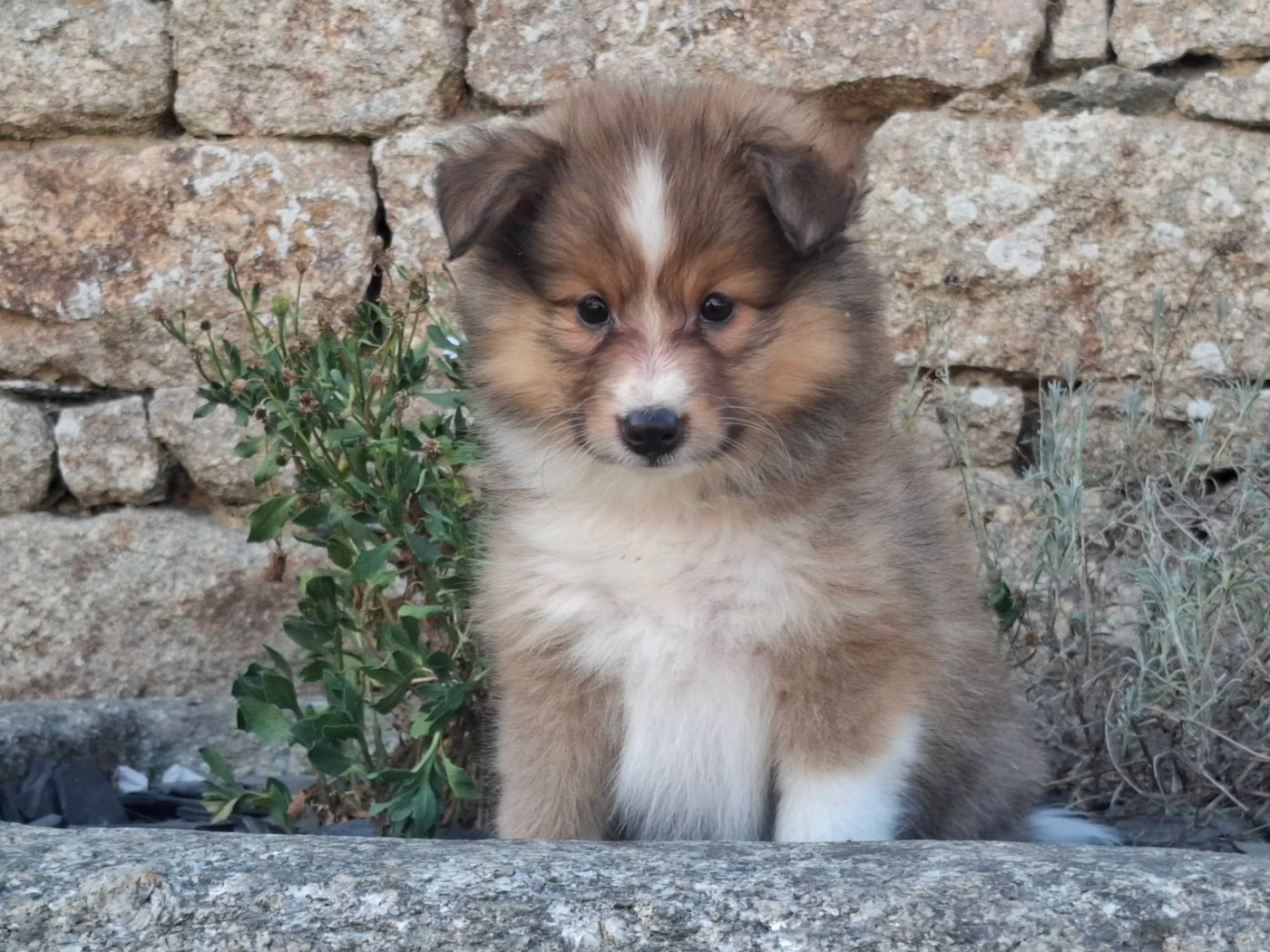Rosemary Marvin - Chiots disponibles - Shetland Sheepdog
