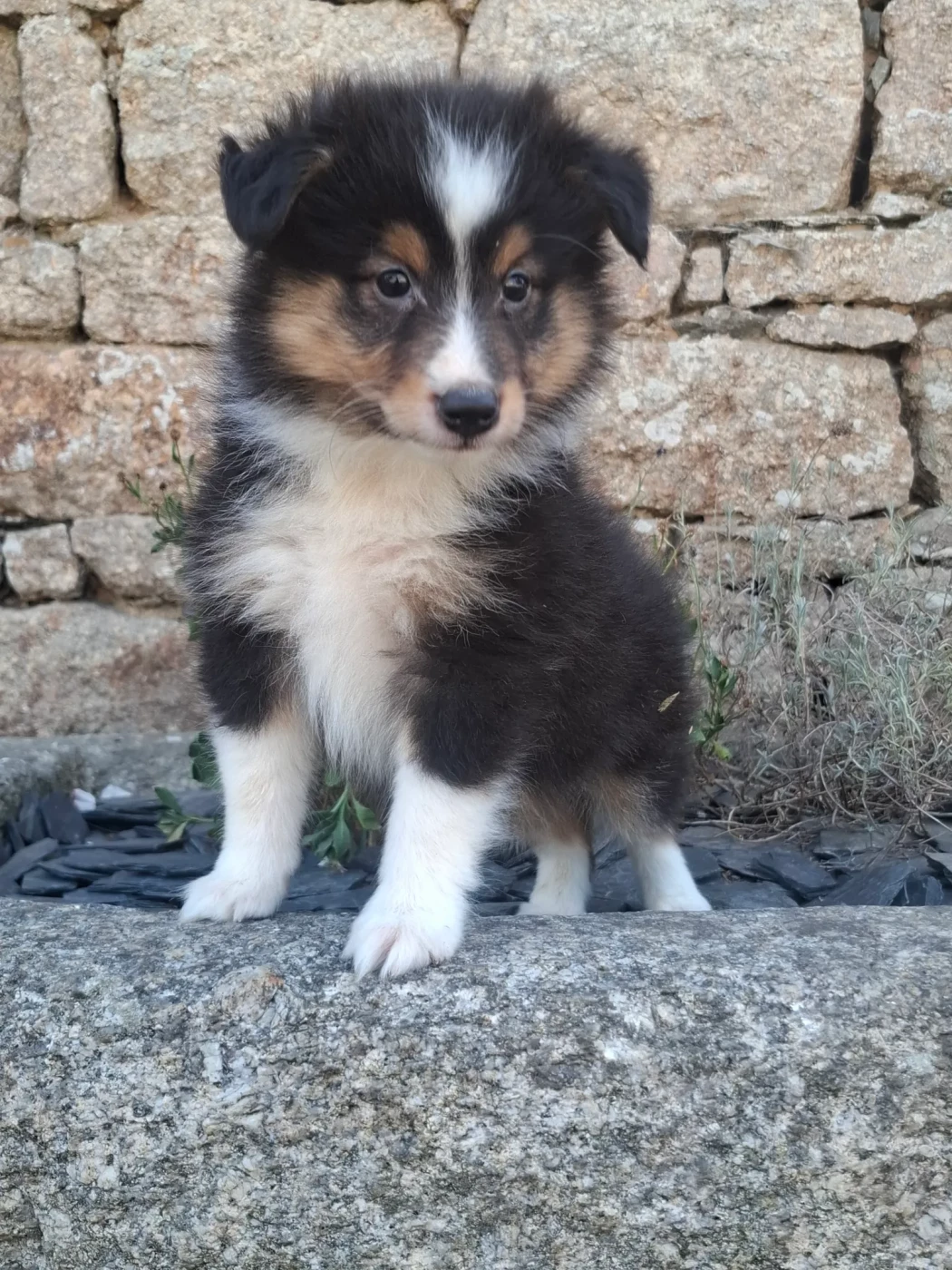 Rosemary Marvin - Chiots disponibles - Shetland Sheepdog
