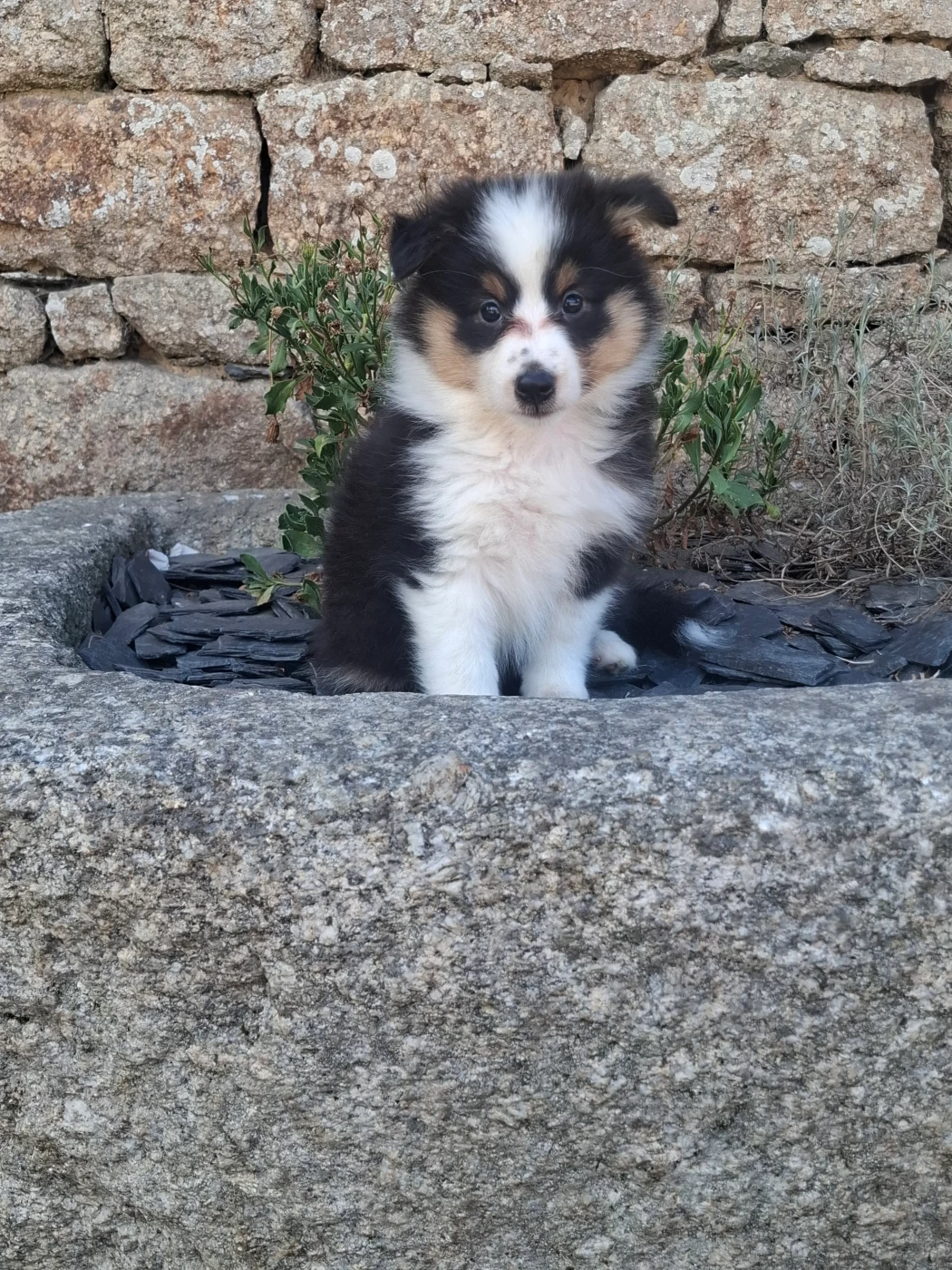 Rosemary Marvin - Chiots disponibles - Shetland Sheepdog