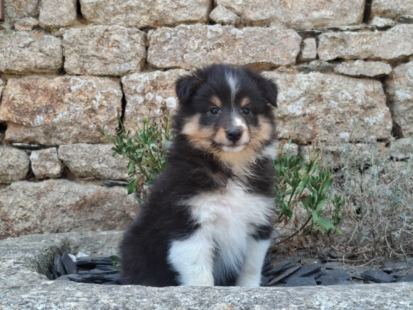 Rosemary Marvin - Chiots disponibles - Shetland Sheepdog