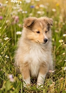 Rosemary Marvin - Chiots disponibles - Shetland Sheepdog