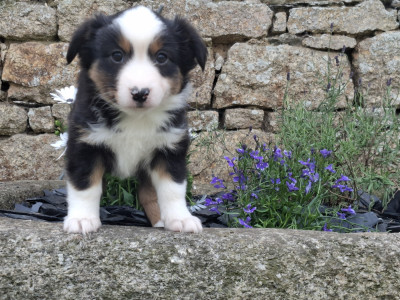 Chiot N°2