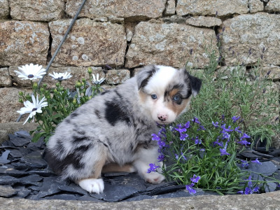 Chiot N°3