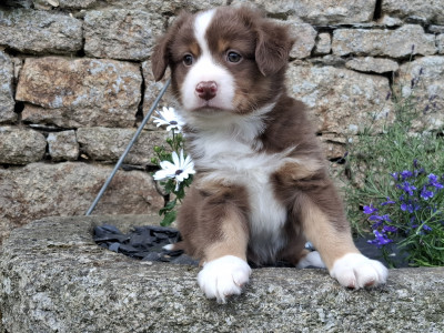 Chiot N°4