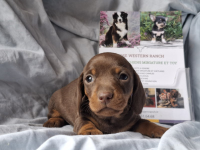 Chiot nain / kaninchen