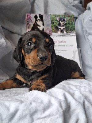 Chiot nain / kaninchen teste indemne