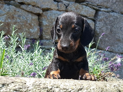 CHIOT teckel nain LOF et TESTE