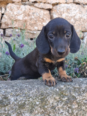 CHIOT teckel nain poil ras LOF et TESTE