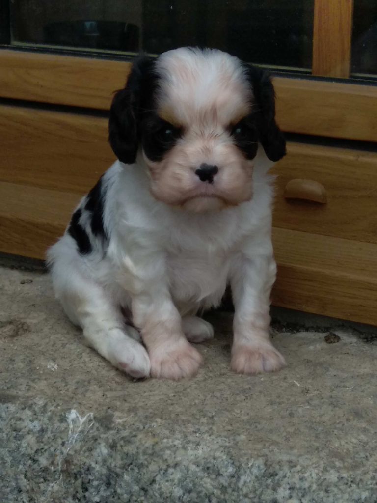 Rosemary Marvin - Chiots disponibles - Cavalier King Charles Spaniel