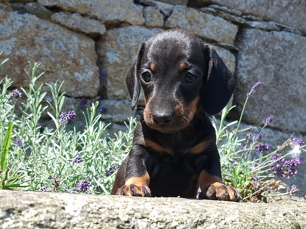 Rosemary Marvin - Chiots disponibles - Teckel poil ras