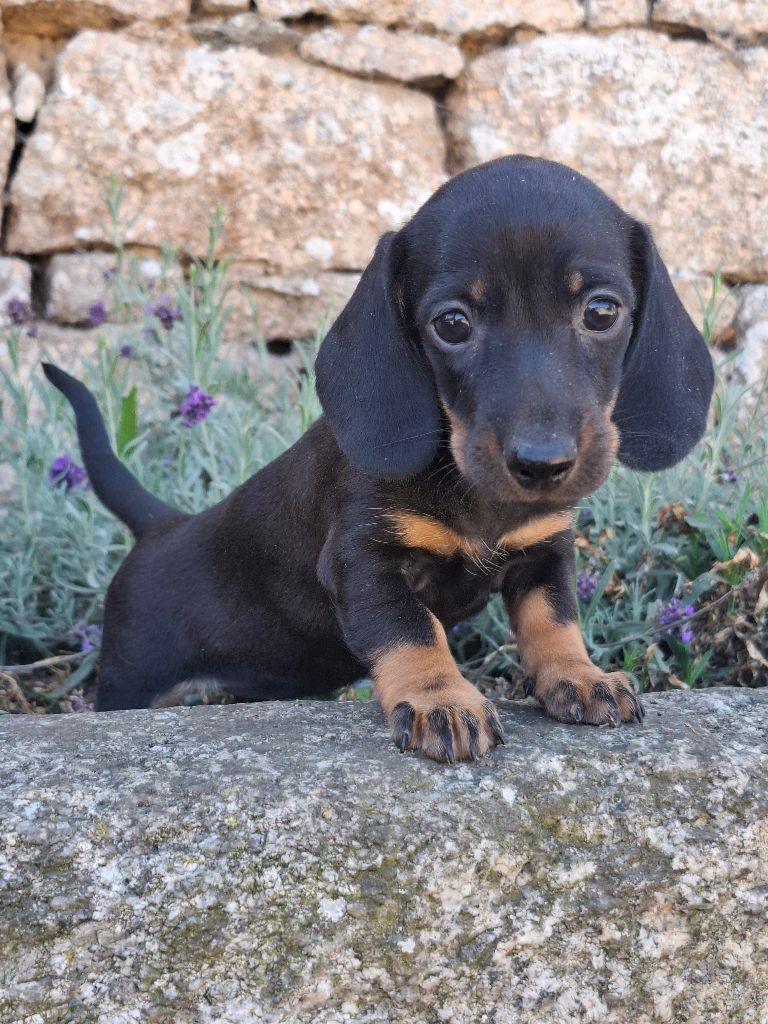 Rosemary Marvin - Chiots disponibles - Teckel poil ras